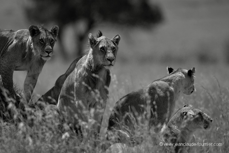 Lions aux aguets