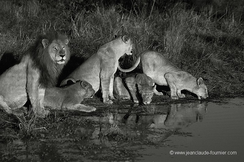 Clan de lions