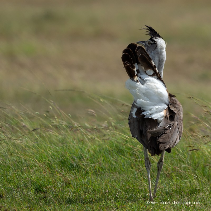 Du vent dans les plumes
