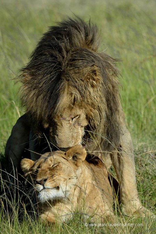L'accouplement