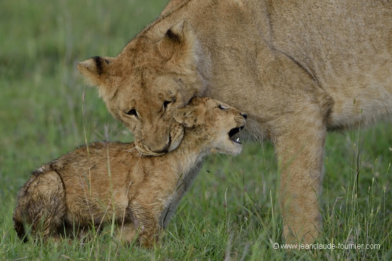 Marque d'affection