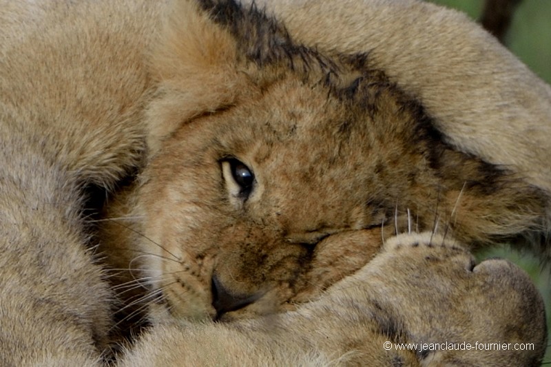 Le gros calin