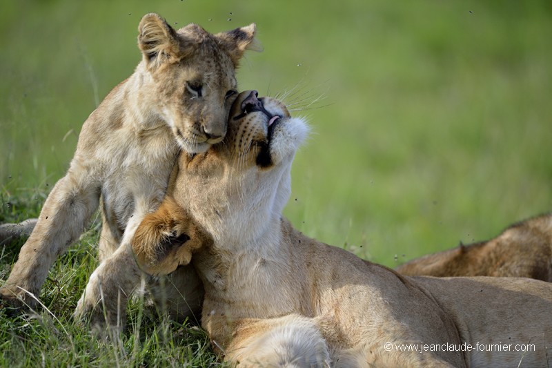Des caresses