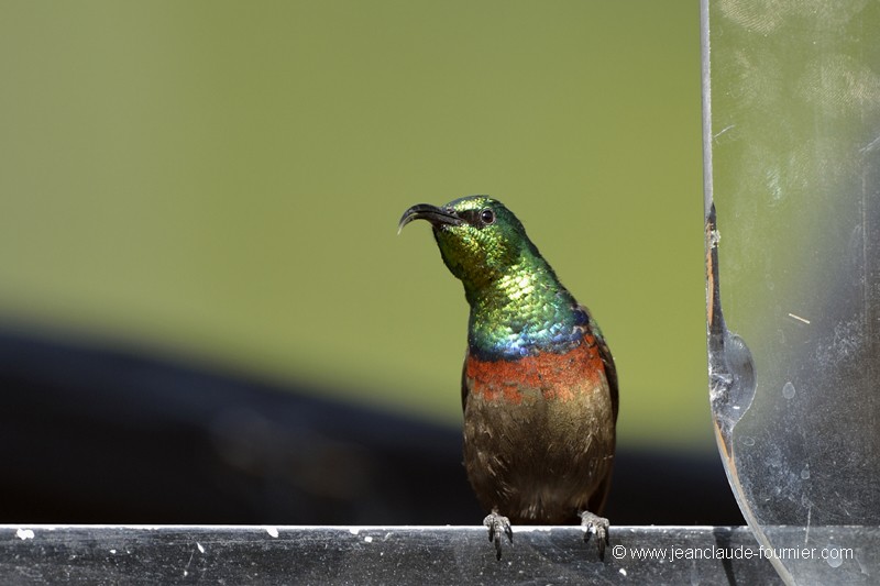 Oiseau à la fenêtre