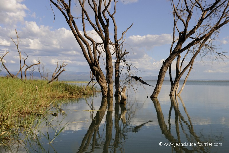 Arbres morts du lac