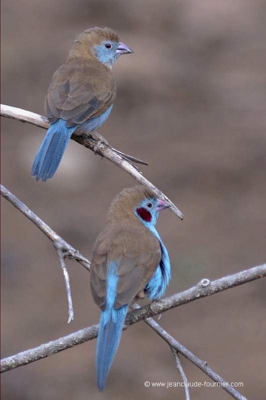 Couple Cordon bleu