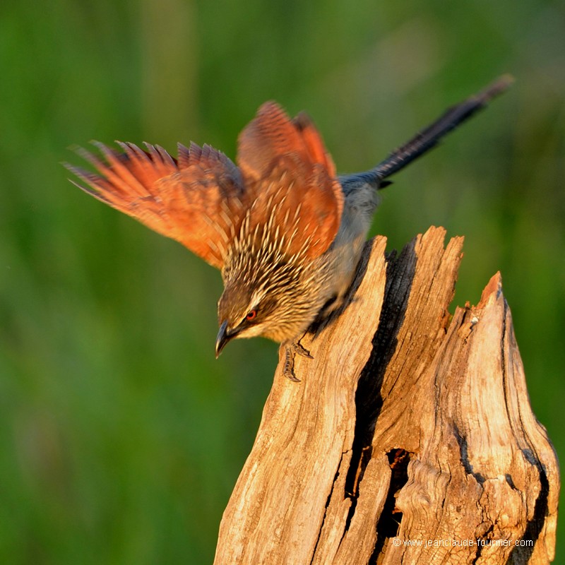Coucal à sourcils blancs