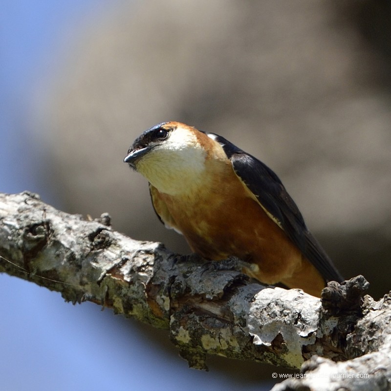 Hirondelle à ventre roux