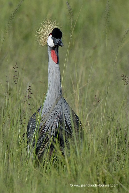 Grue royale