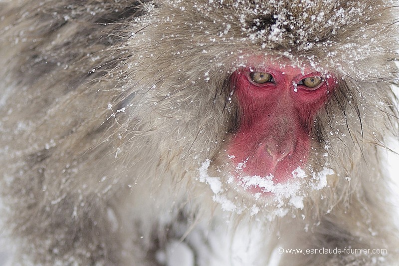 Macaque du Japon