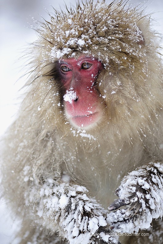 Macaque du Japon