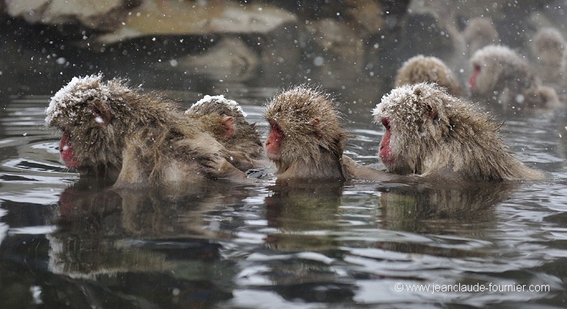 Macaques du Japon