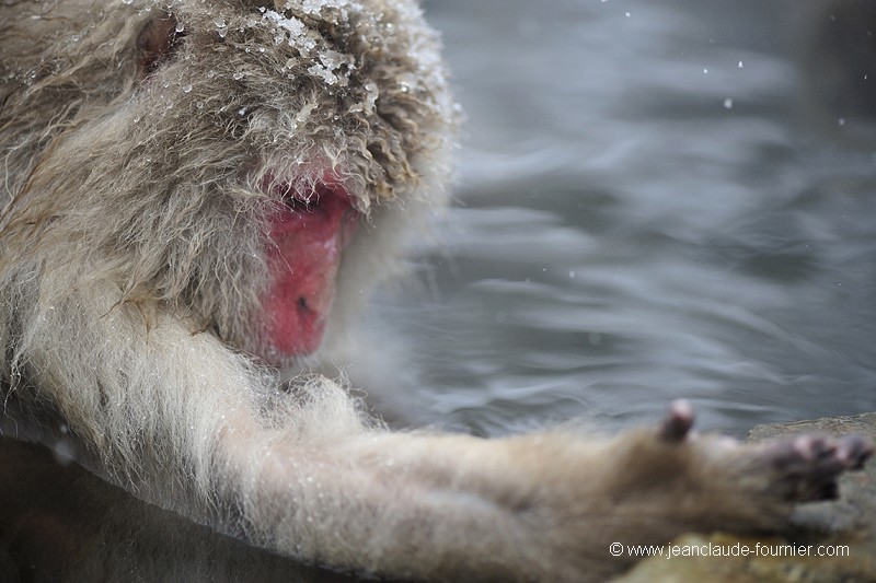 Macaque du Japon
