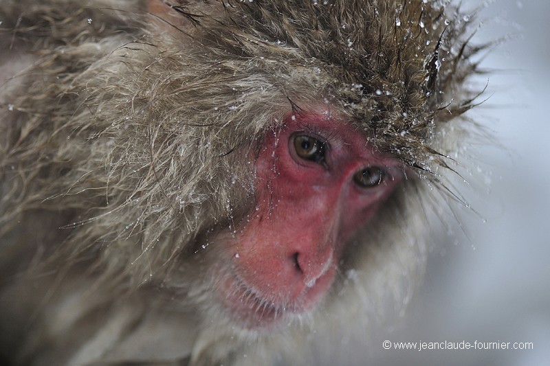 Macaque du Japon