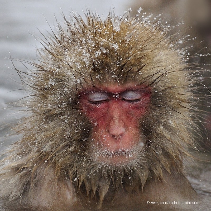 Macaque du Japon