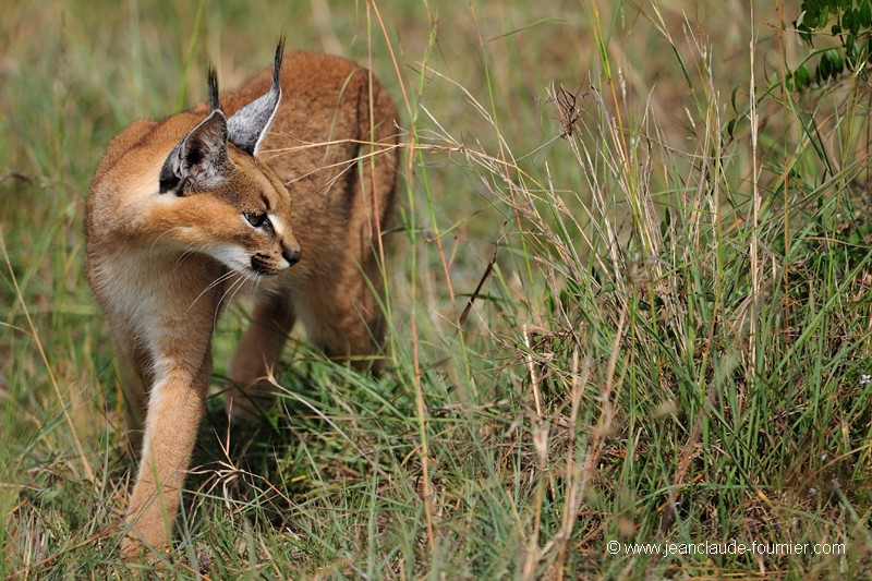 La chasse