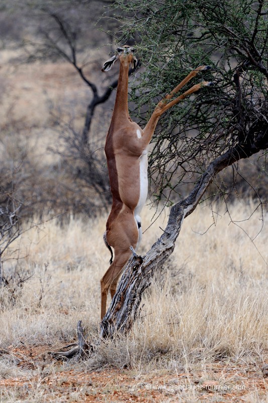 Gerenuk femelle