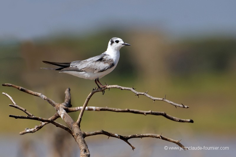 Guifette leucoptère