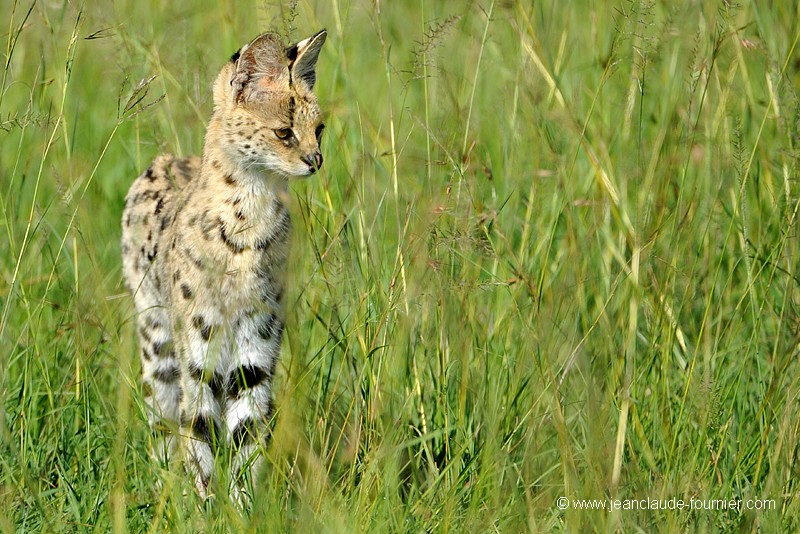 Serval en chasse