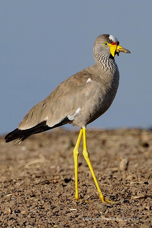 Vanneau du Sénégal