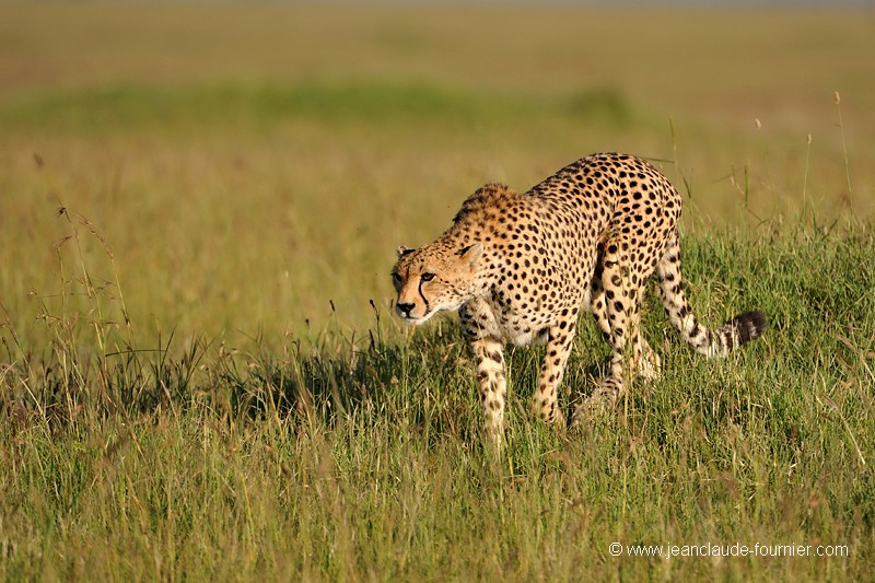 En chasse