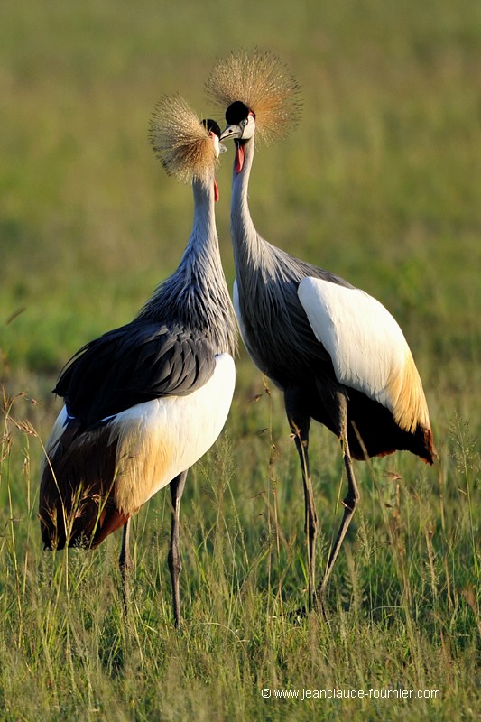 Grues royales