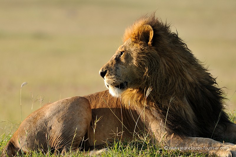 Le roi de la savane