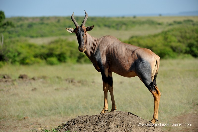 Topi