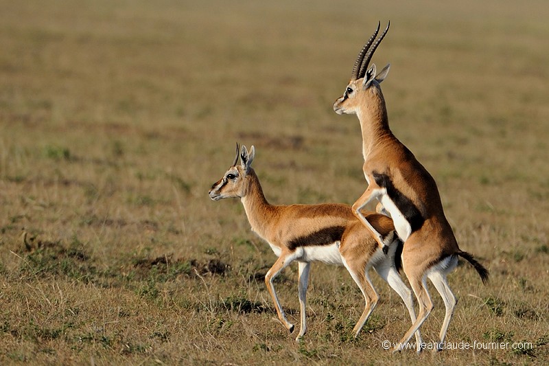 Accouplement de Gazelles de Thomson