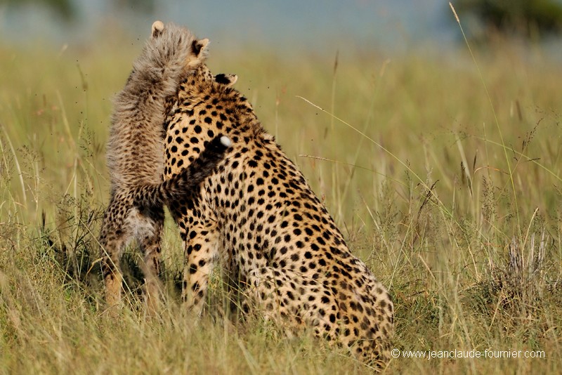 Amour fusionnel