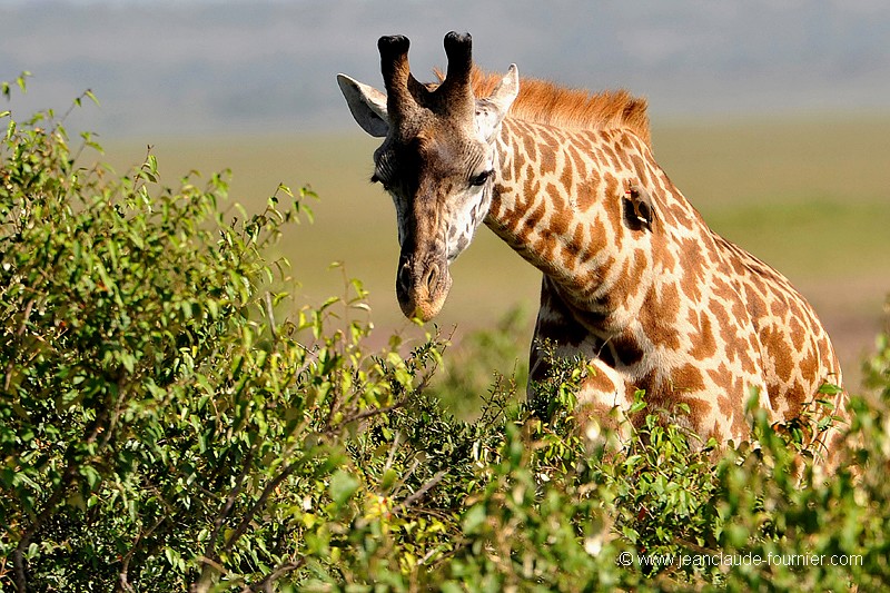 Girafe et Pique-boeuf