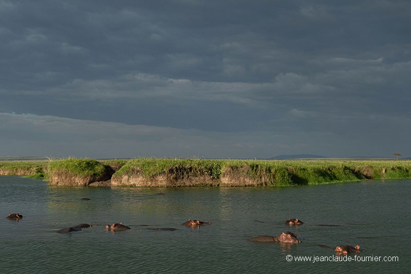 La mare aux hippos