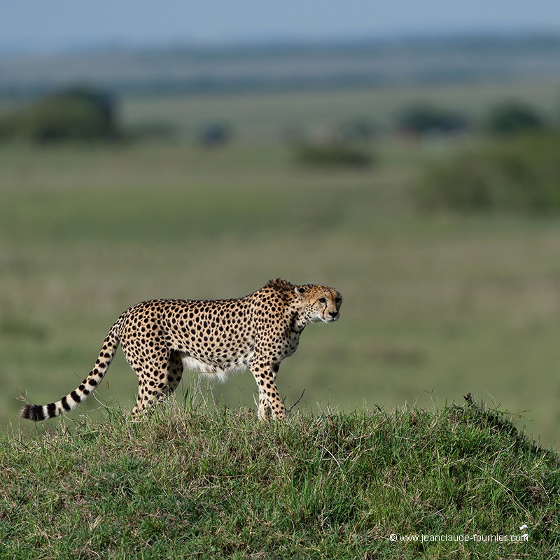 Guépard sur la butte