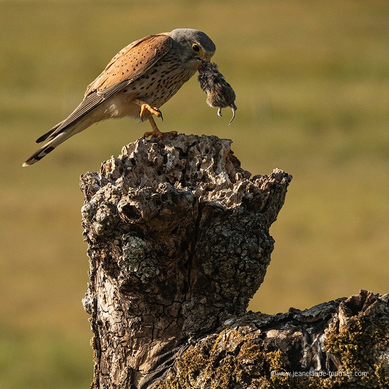 Chasse réussie !