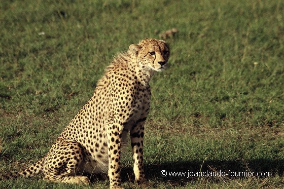 Guépard aux aguets