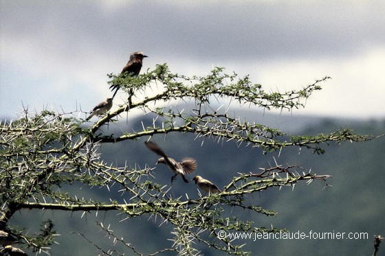 Les oiseaux sur l'acacias
