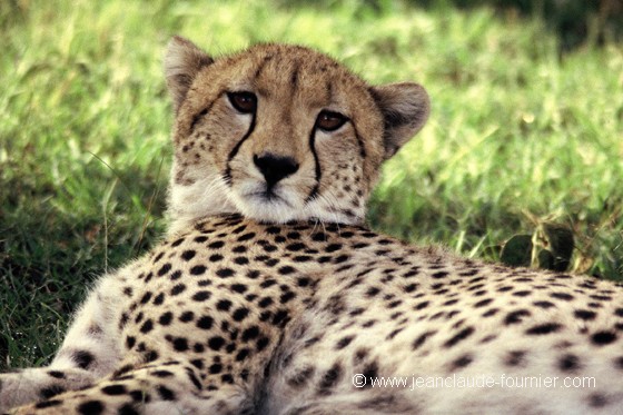 Guépard