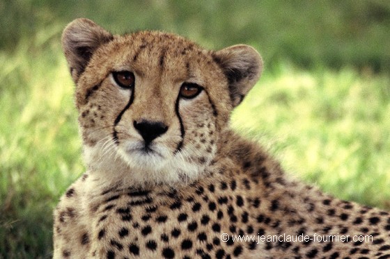 Guépard