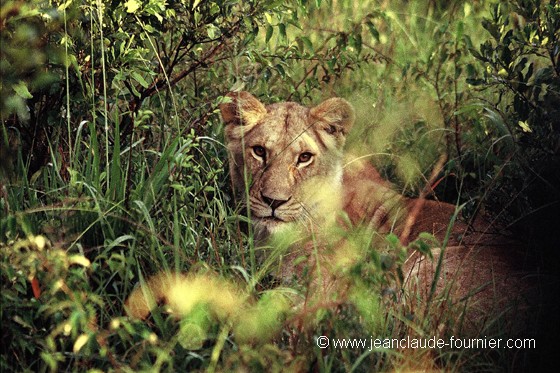 Lionne au repos