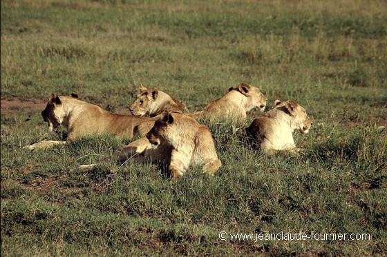 Clan de lions
