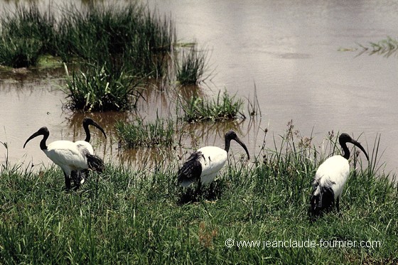 Ibis sacré