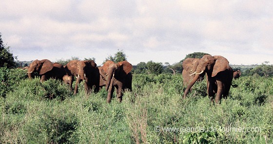La charge des éléphants