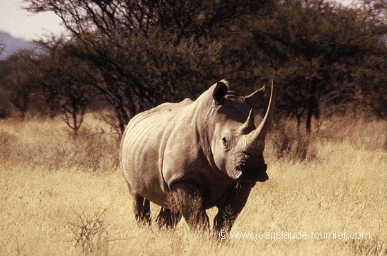 Rhinocéros blanc