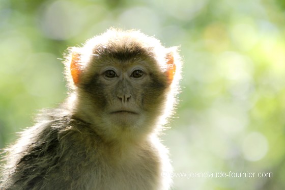 Macaque de Barbarie