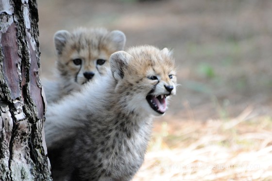 Bébés Guépard