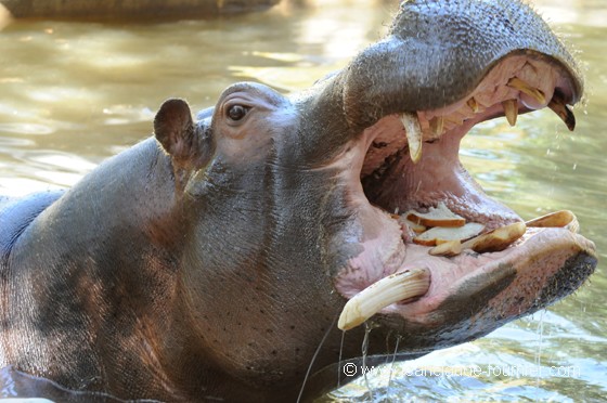 Hippopotame