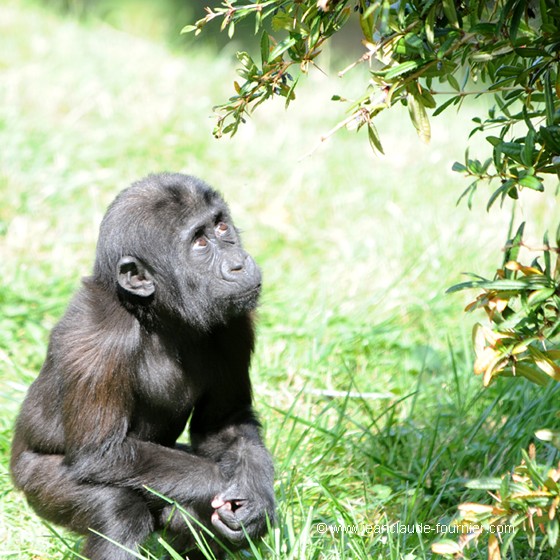 Bébé Gorille en quête de nourriture