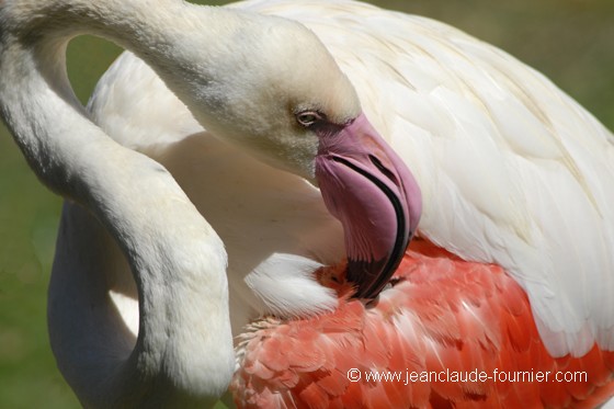 Toilette du Flamant rose